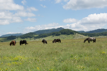 Horses, Folen, suckle, herd protection