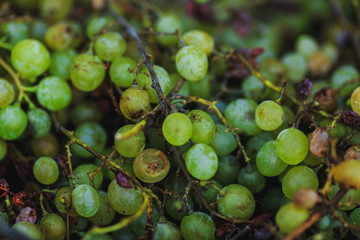 ripe delicious fresh green grapes