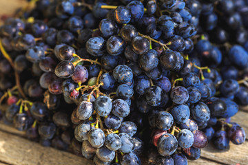 ripe delicious fresh dark blue grapes