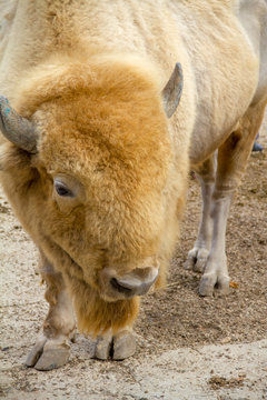 White American Bison 