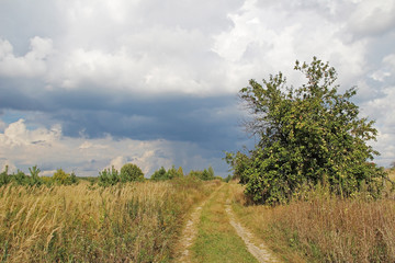 Obraz premium Nature before the rain in a summer overcast day. Apple tree. Country landscape.