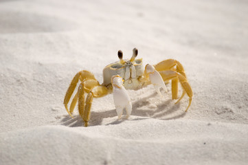 Sand Crab 02