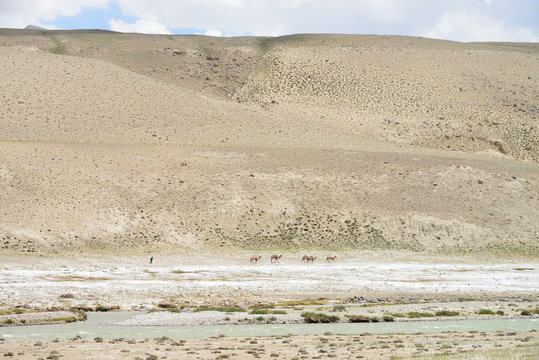 Free running camels in the Wakhan valley, Pamir Mountain Range, Tajikistan