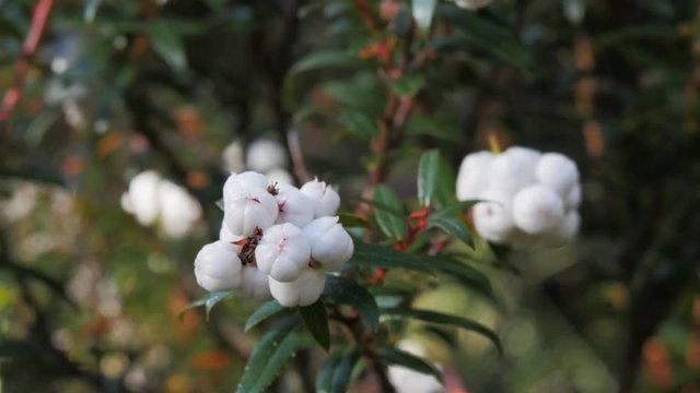close up of the edible white tasmanian snowberry,  Gaultheria hispida in the cradle mountain national park
