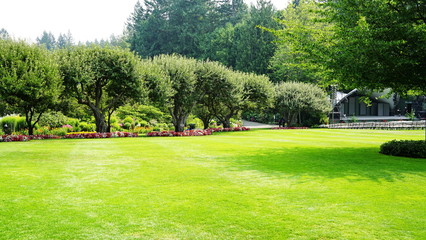 Fototapeta na wymiar Beautiful trees and green grass in garden