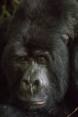 Silverback Gorilla