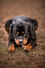 Adorable Devoted Purebred Rottweiler