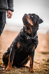 Adorable Devoted Purebred Rottweiler