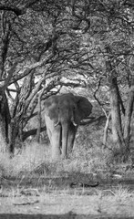 Fototapeta premium Elephant