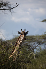 Giraffe Headshot