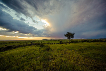 Serengeti Nights 2