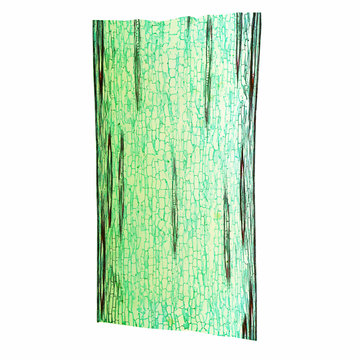Corn stem micrograph