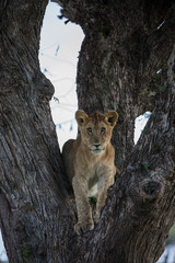 Naklejka premium Cub in a Tree