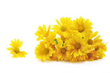 floral background of yellow chrysanthemum 