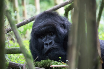 Grumpy Gorilla