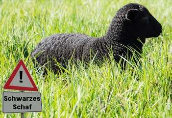 Achtung Schwarzes Schaf