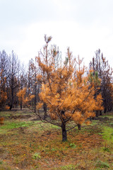 dry orange pine tree in autumn coniferous forest