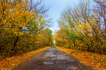Fototapeta na wymiar empty asphalted road in yellow golden forest
