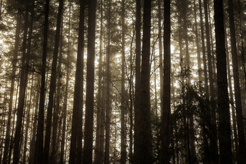 Fototapeta premium Light through the trees