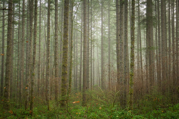 Tall trees in foggy forest