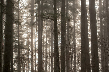 Forest fog