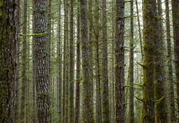 Fototapeta premium Forest trees