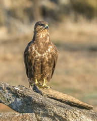 buteo buteo