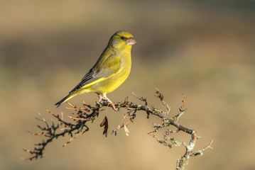 european greenfinch