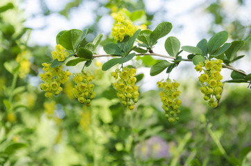yellow flowers on a branch