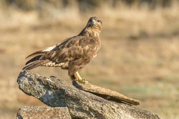 buteo buteo