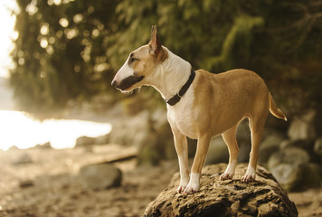 Obraz premium Bull Terrier dog outdoor portrait standing on rock on shore
