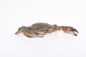 A crab isolated on a white background