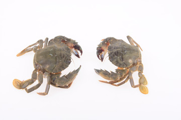 Two crabs on a white background, close-up