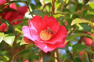 ミツバチと山茶花の花