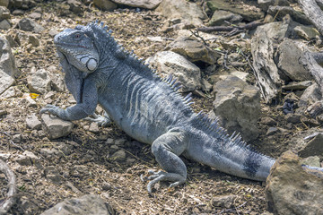 Iguana in tropical jungle