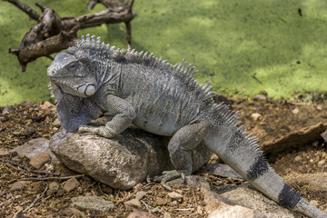 Iguana in tropical jungle