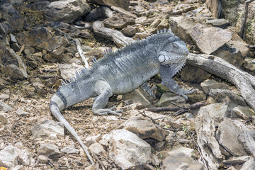 Iguana in tropical jungle