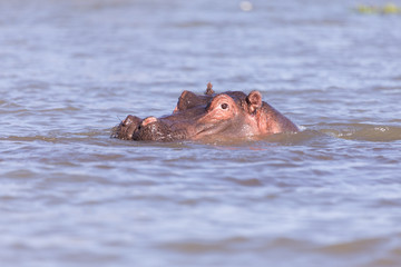 hippos bathing in Lake mombasa, kenya