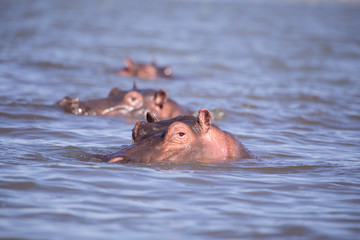 Fototapeta premium Hippos in naivasha lake in kenya Africa