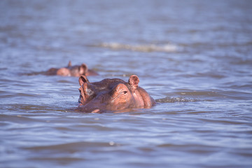 Hippos in naivasha lake in kenya Africa