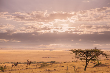 Landscape in masai mara in kenya africa