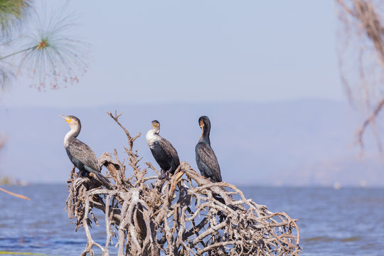 Birds In Mombasa Kenya Lake In Africa