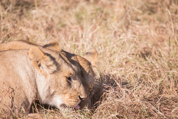 Lionesses in masai mara in kenya africa
