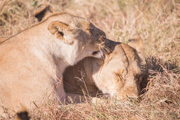 Lionesses in masai mara in kenya africa