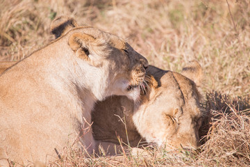 Lionesses in masai mara in kenya africa