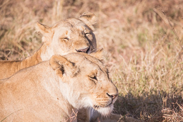 Lionesses in masai mara in kenya africa