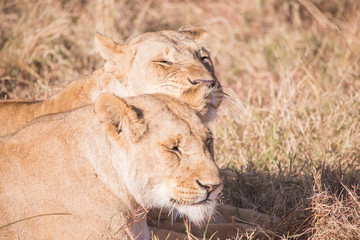 Lionesses in masai mara in kenya africa