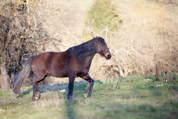 Fototapeta na wymiar Pferd läuft frei auf der Wiese im Herbst 