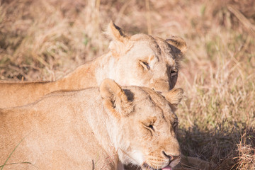 Lionesses in masai mara in kenya africa
