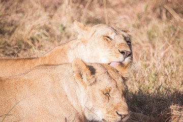 Lionesses in masai mara in kenya africa